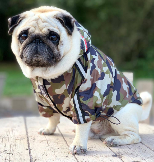 Dog Waterproof Jacket for Pets