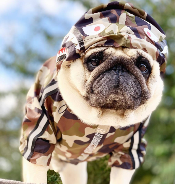 Dog Waterproof Jacket for Pets