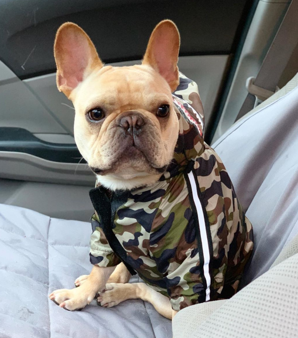 Dog Waterproof Jacket for Pets
